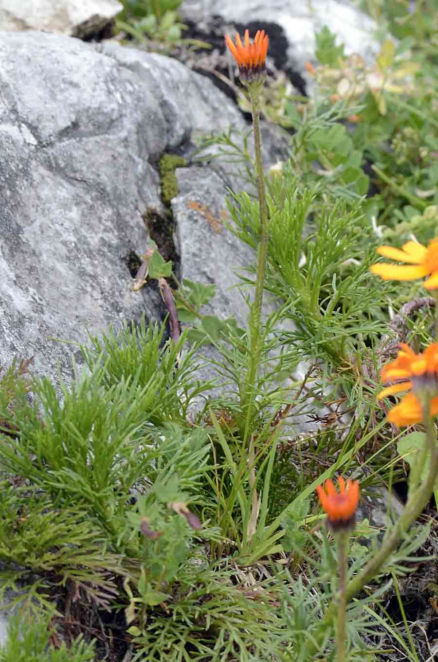Jacobaea  abrotanifolia / Senecio abrotanino
